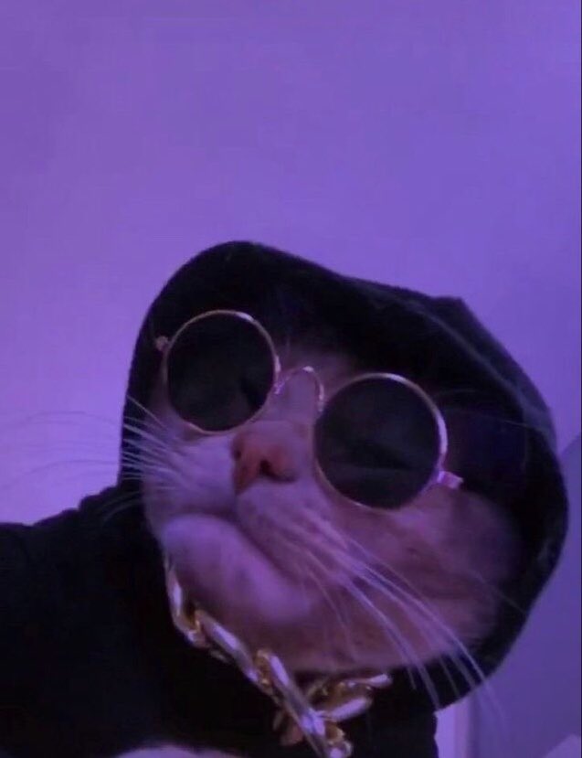 Cat in sun glasses